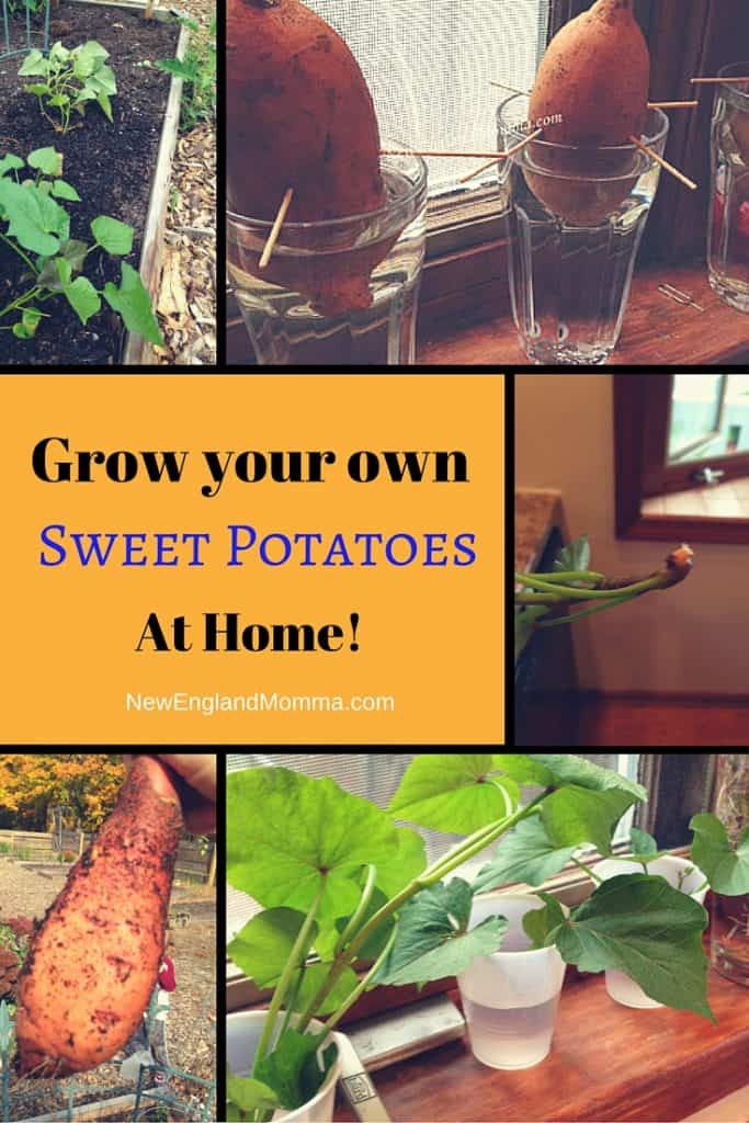 How to Grow a Sweet Potato from a Sweet Potato at Home