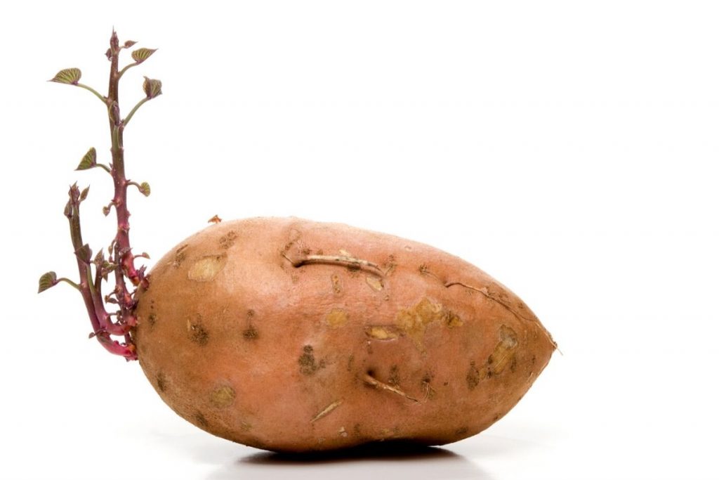 sweet potato sprouting vines from it