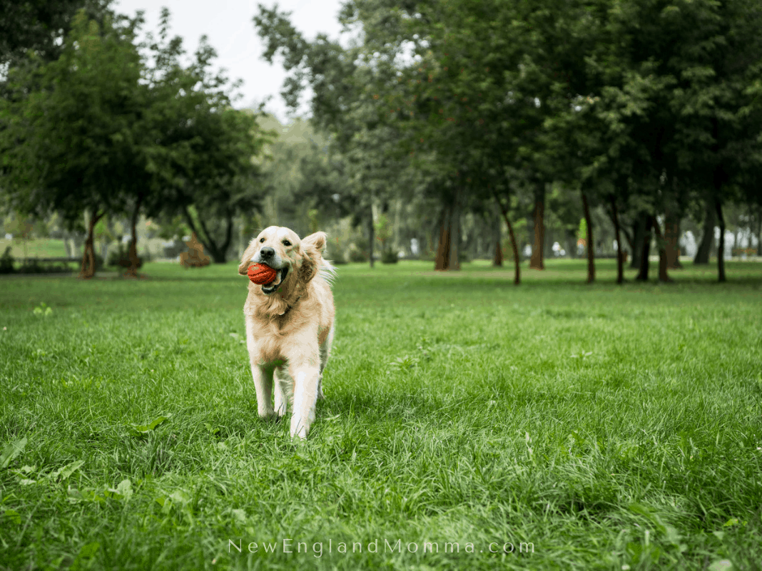 Preventing ticks in kids and dogs is essential. This dog is running in the grass