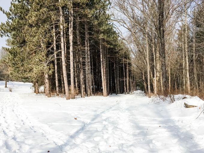 a snowshoeing hiking trail is a through the woods with tall pines and snow