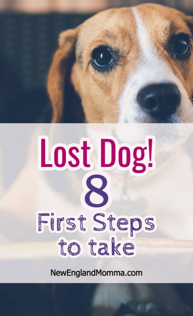 Here are 8 steps I recently learned while helping my neighbor find her lost dog as well as links to helpful Facebook resources in New England.