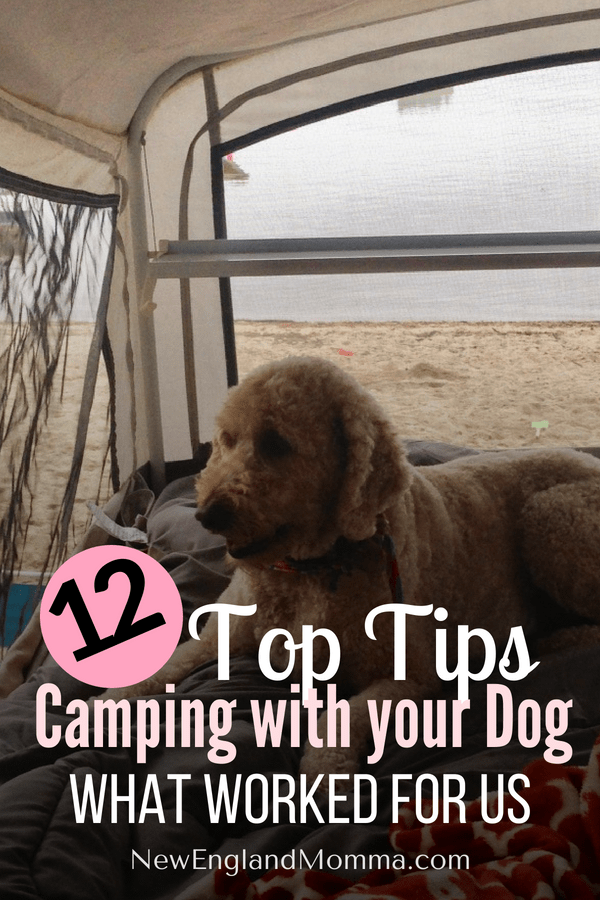 Top Tips to Take your Dog Camping for the First Time