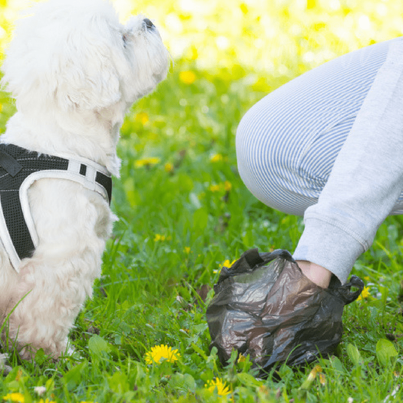 A little dog looking up to it's owner while owner is picking up dog poop. 