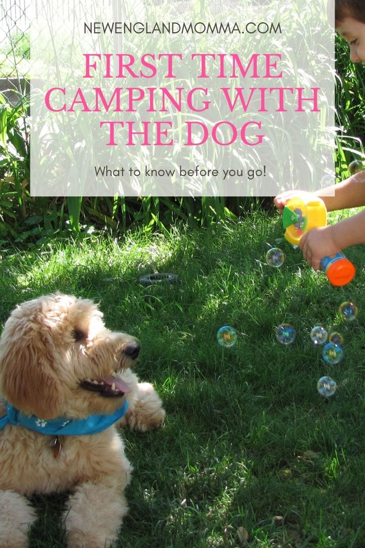 Top Tips to Take your Dog Camping for the First Time