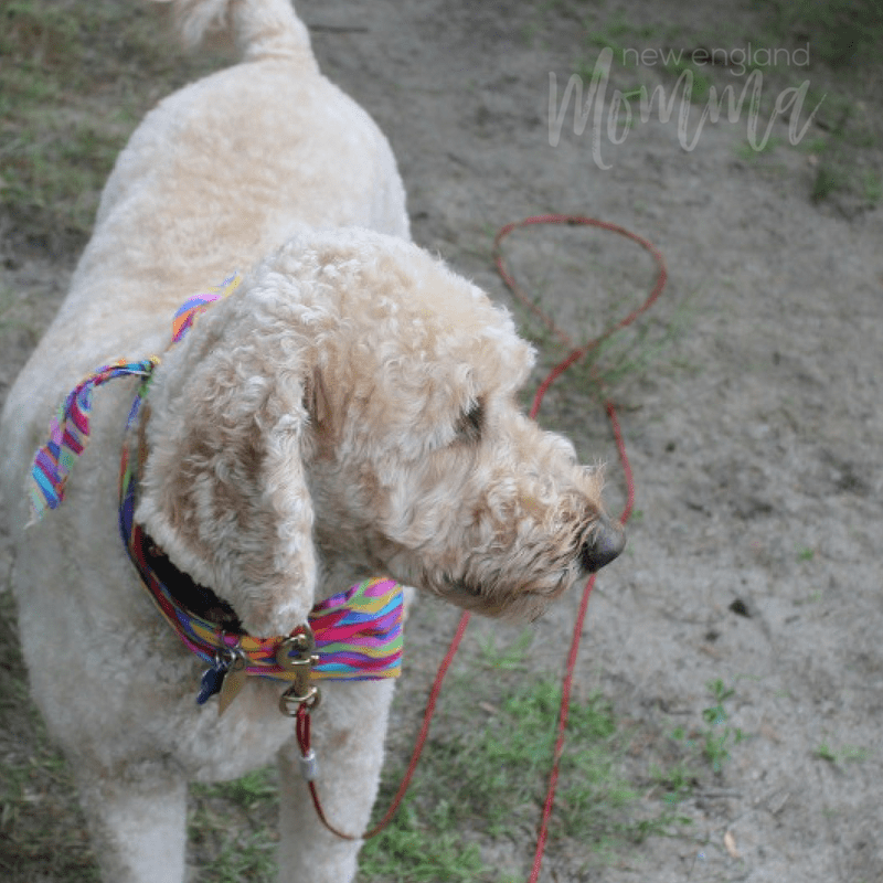 Goldendoodle dog on a leash tie out at campsite. 
