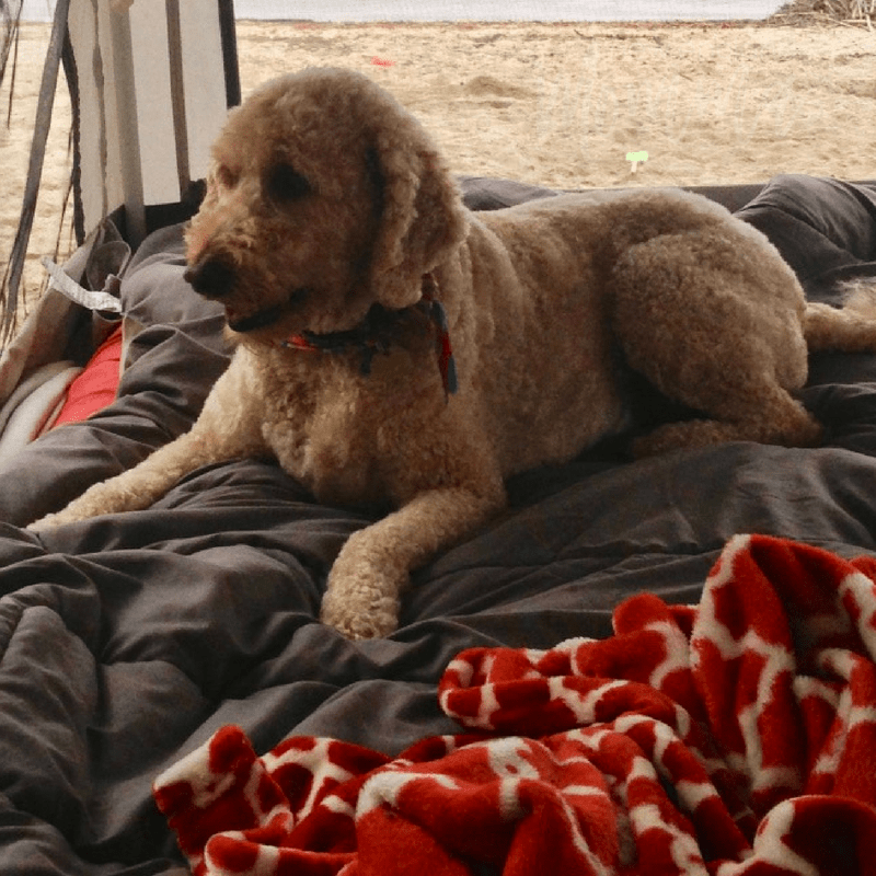 A Goldendoodle dog sitting on a bed in a pop up trailer on the beach. 