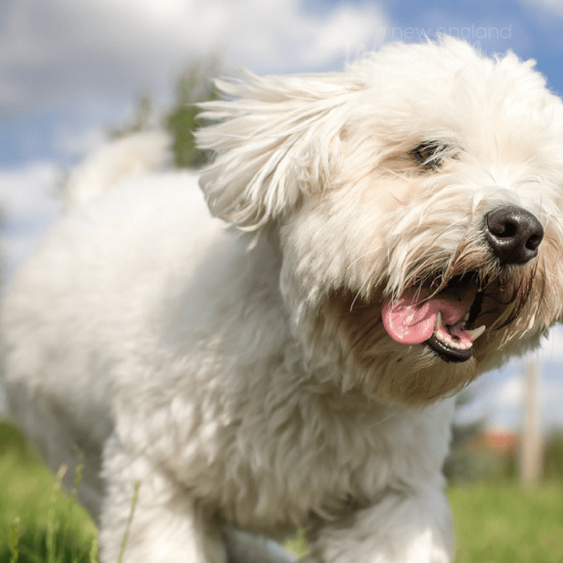 A small dog running with mouth open. 