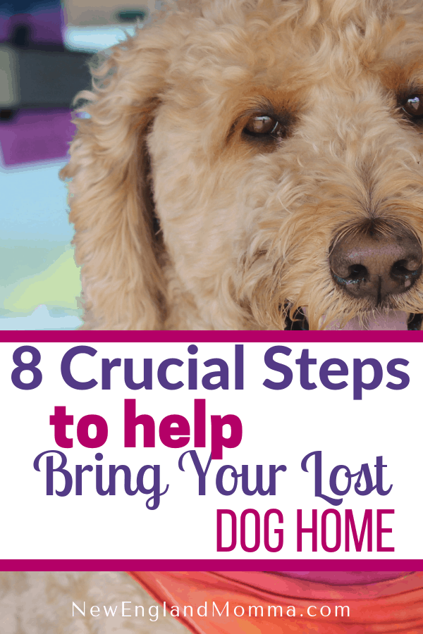 Dogs get lost often. Know the 8 crucial steps you need to do to increase the chances of bringing your lost pet home. #LostDog #LostPet #FindMyDog