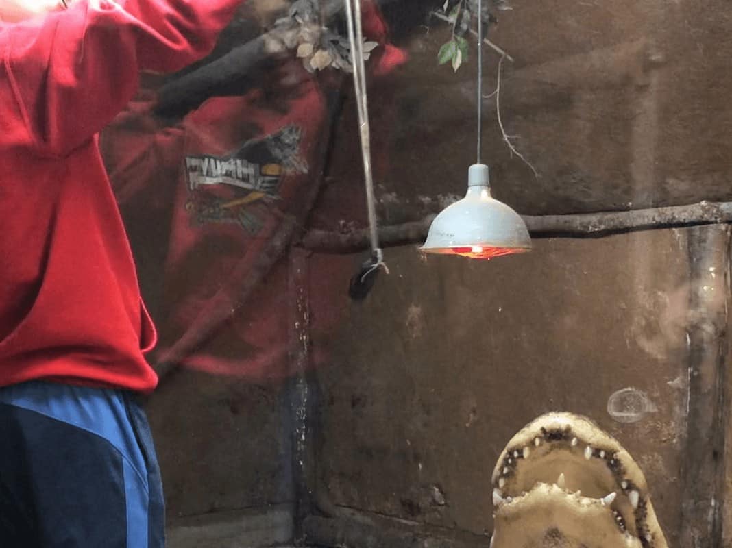 feeding an alligator at Animal Adventures in Bolton, MA