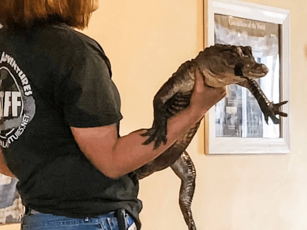 Staff member at Animal Adventure holding a small American Alligator