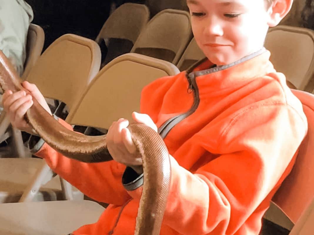 Young boy holding a boa snake at the Animal Adventures Live Show 