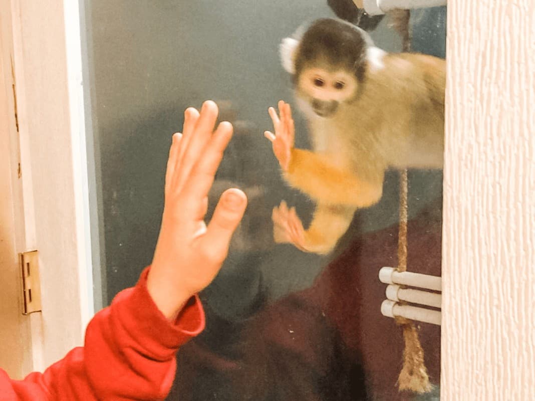 looking like a boy is giving a monkey a high five 