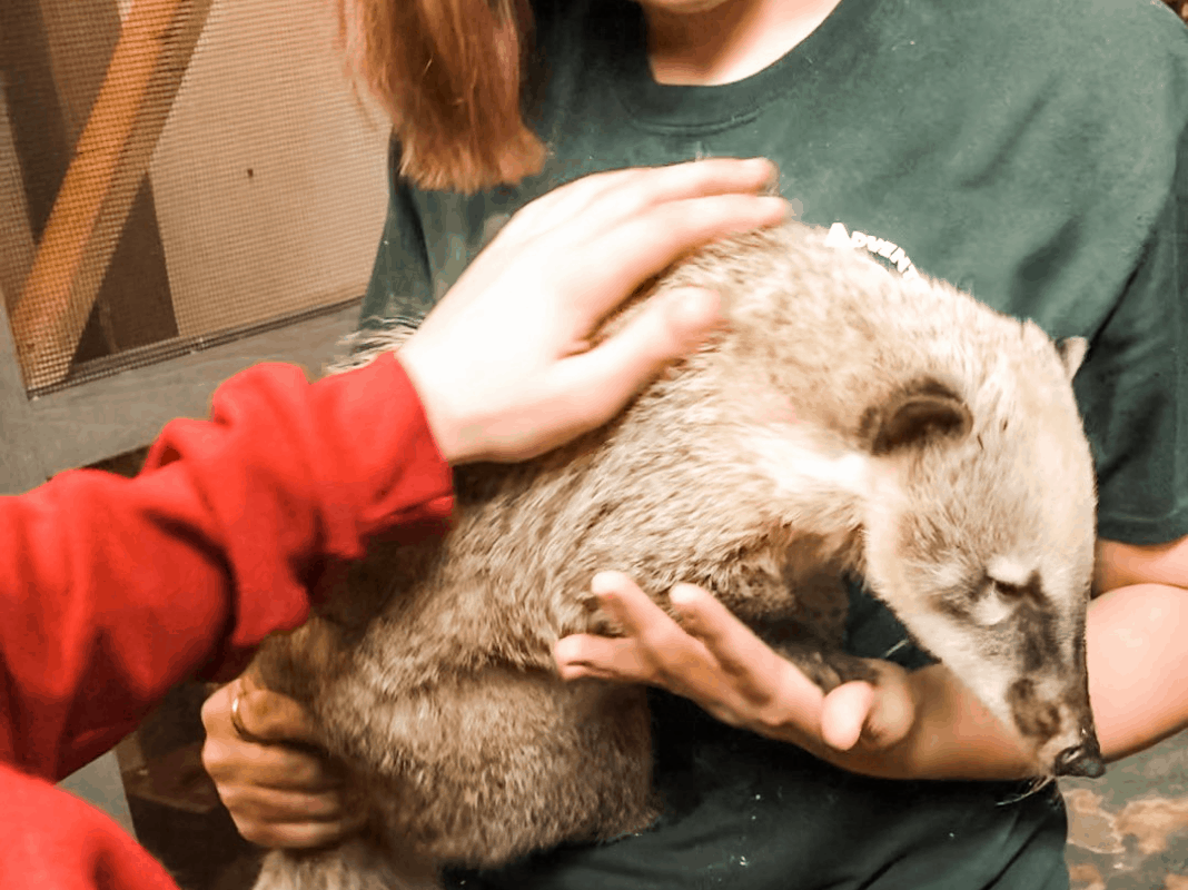 Get up close and pat wild animals like a Coati