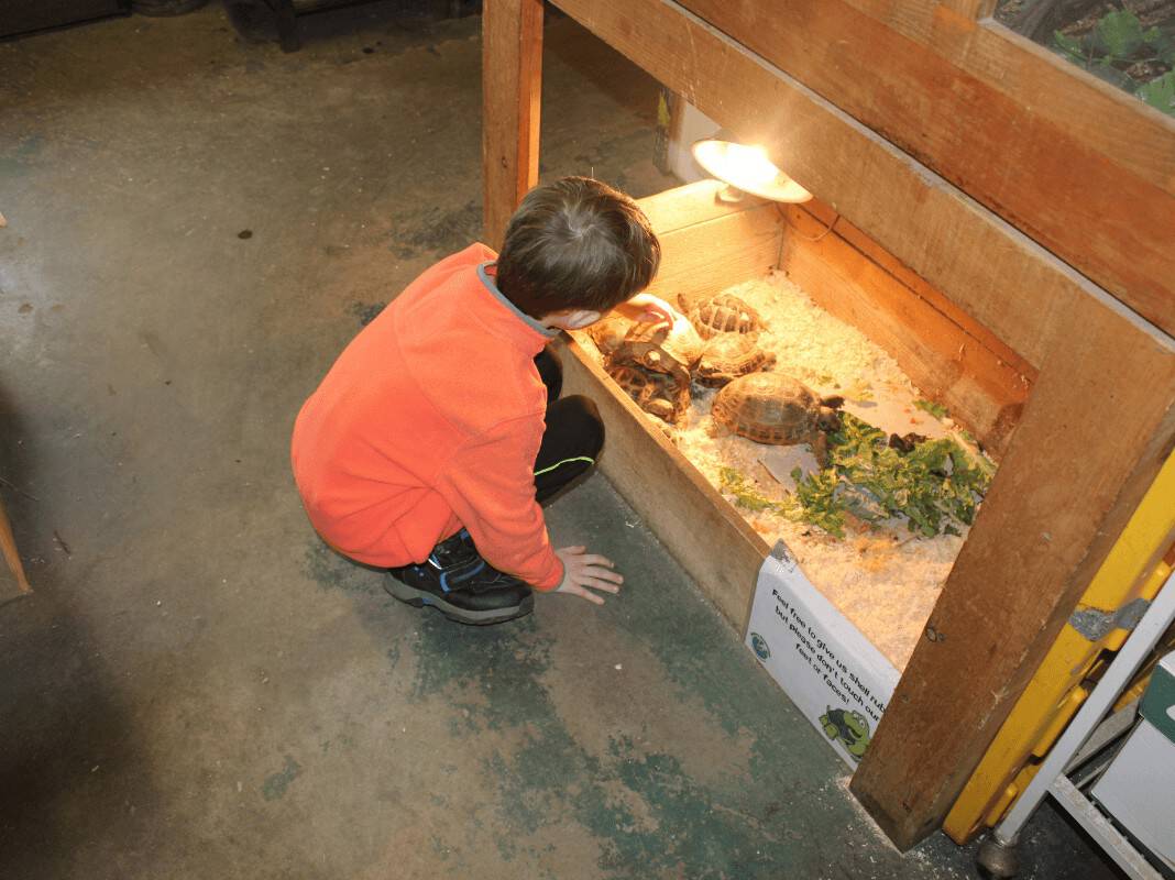 little boy patting and touching a turtle's shell 