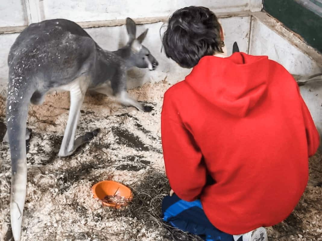 A boy with a kangaroo area 