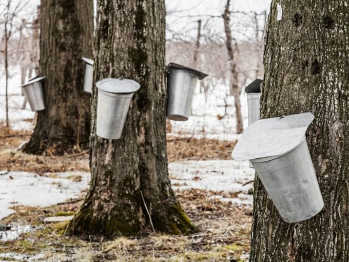 Metal silver buckets on maple trees with snow on the ground 