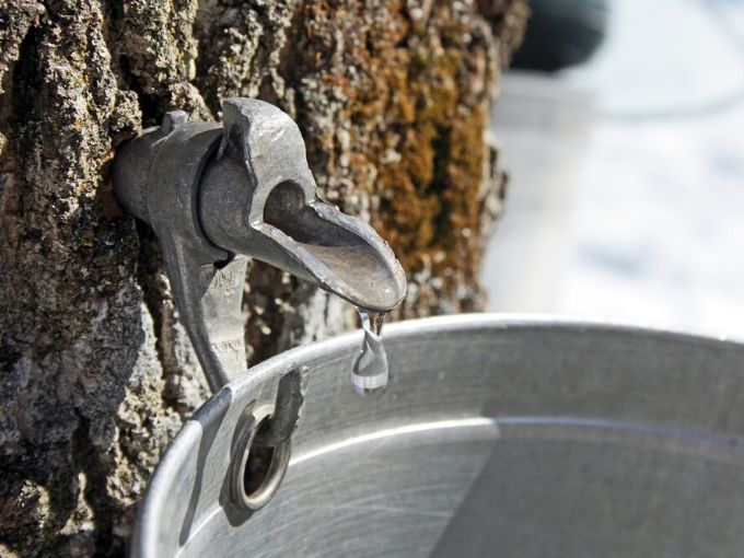 a drop of sap from a tree dripping into a silver metal bucket 