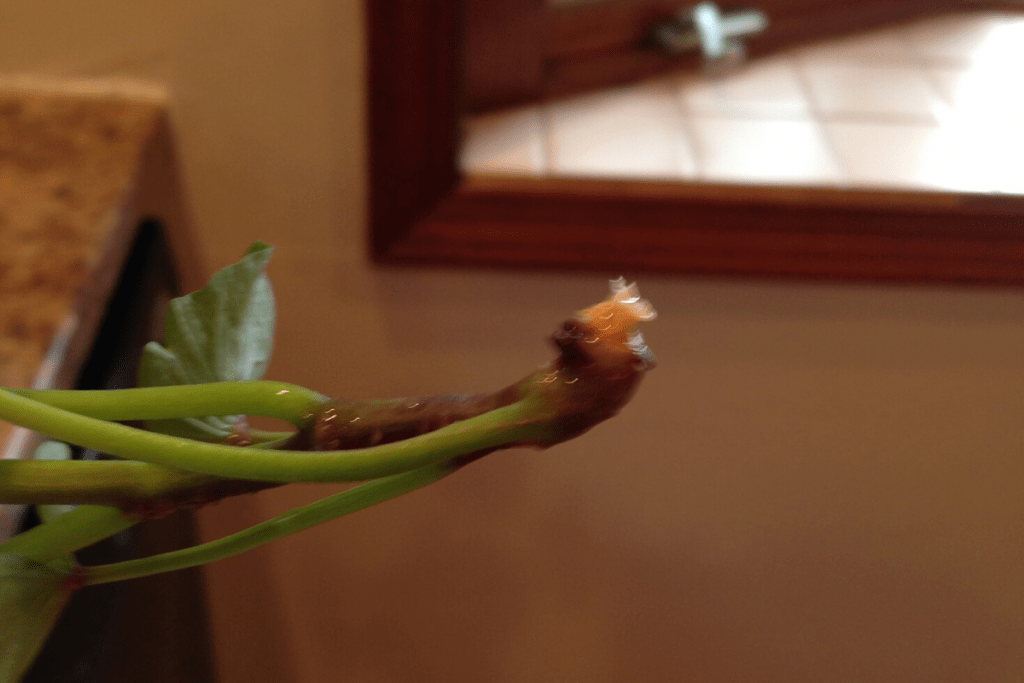 the end of a sweet potato vine 