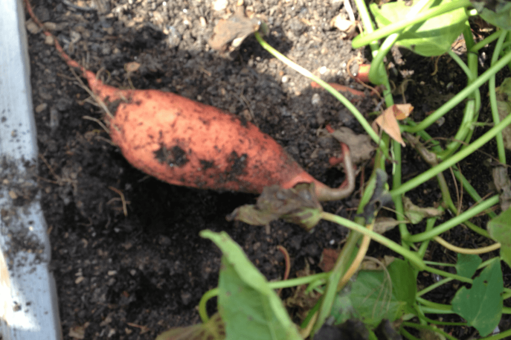 a sweet potato laying in the garden dirt 