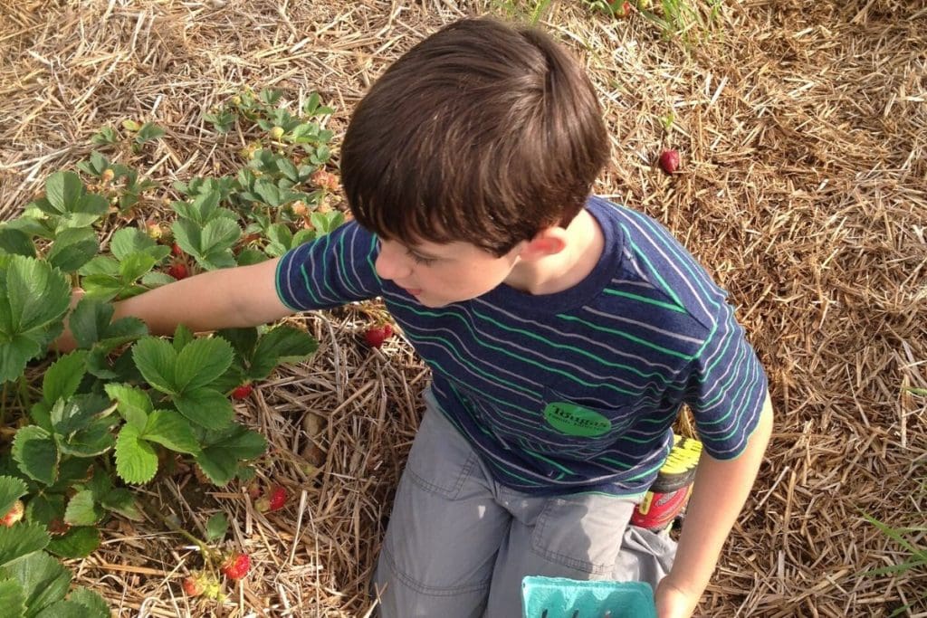 boy kneeling down at a Pick Your Own strawberries farm 