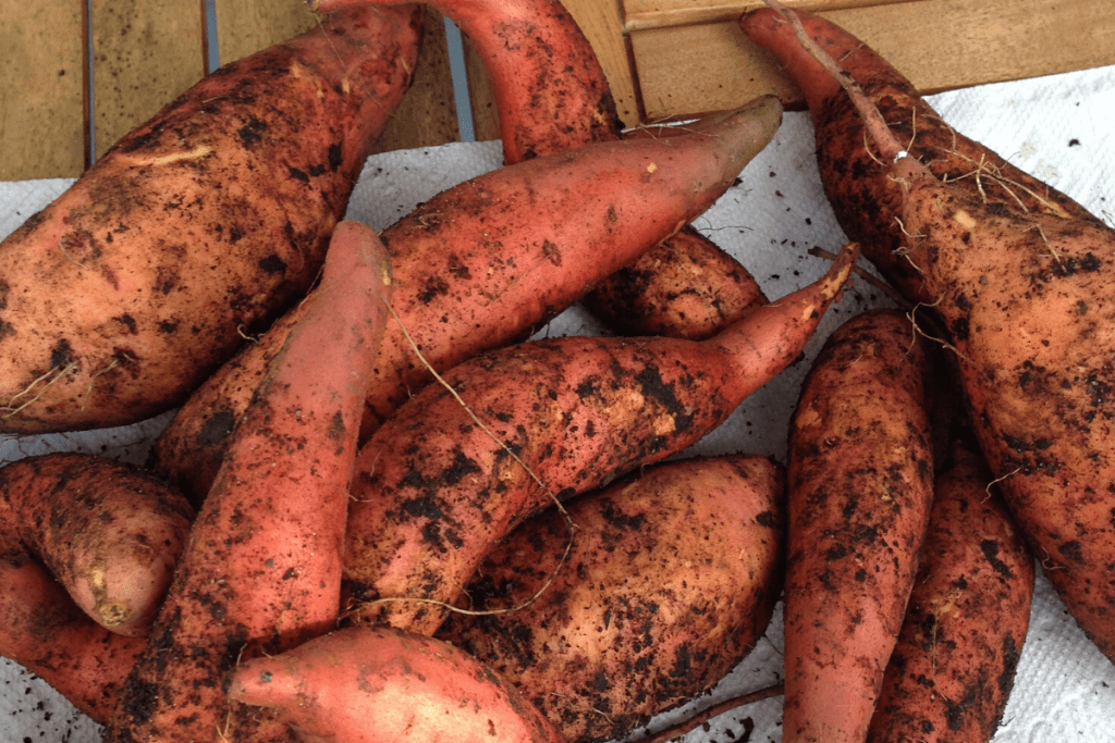 A pile of organic sweet potatoes just pulled from the garden