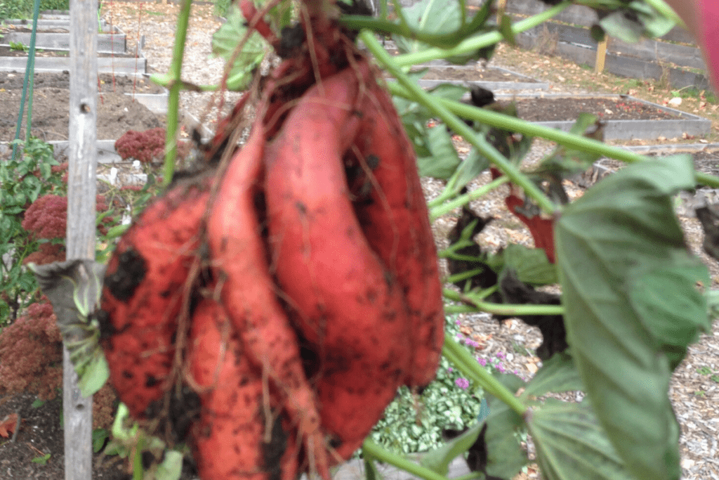 a bunch of skinny sweet potatoes on a vine with dirt