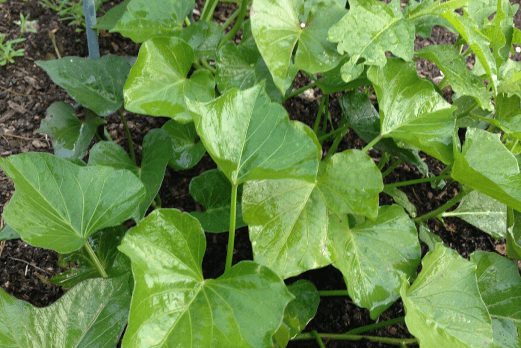 Sweet potato vines in the garden
