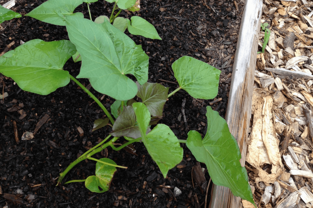 sweet potato growing in the garden