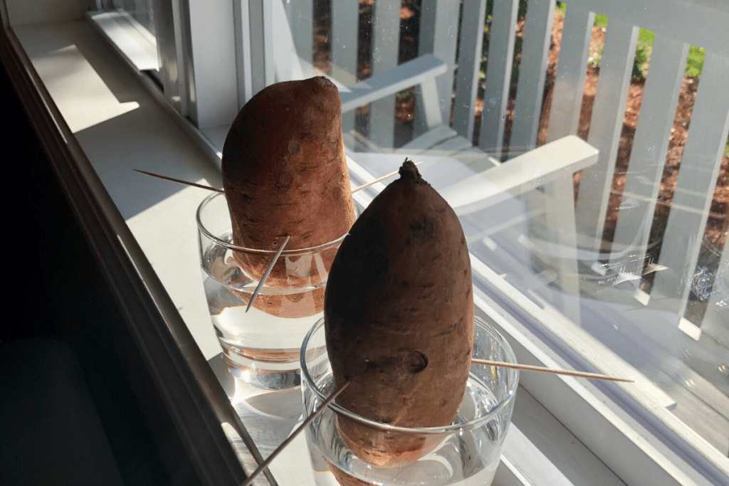 2 potatoes in a glass jar with water in the window sill