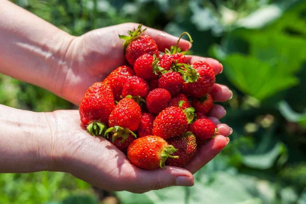 Woman hands holding a bunch of ripe red strawberries 