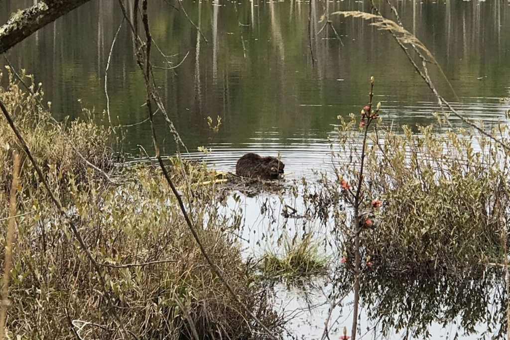 A beaver at work in the Quincy Bog 