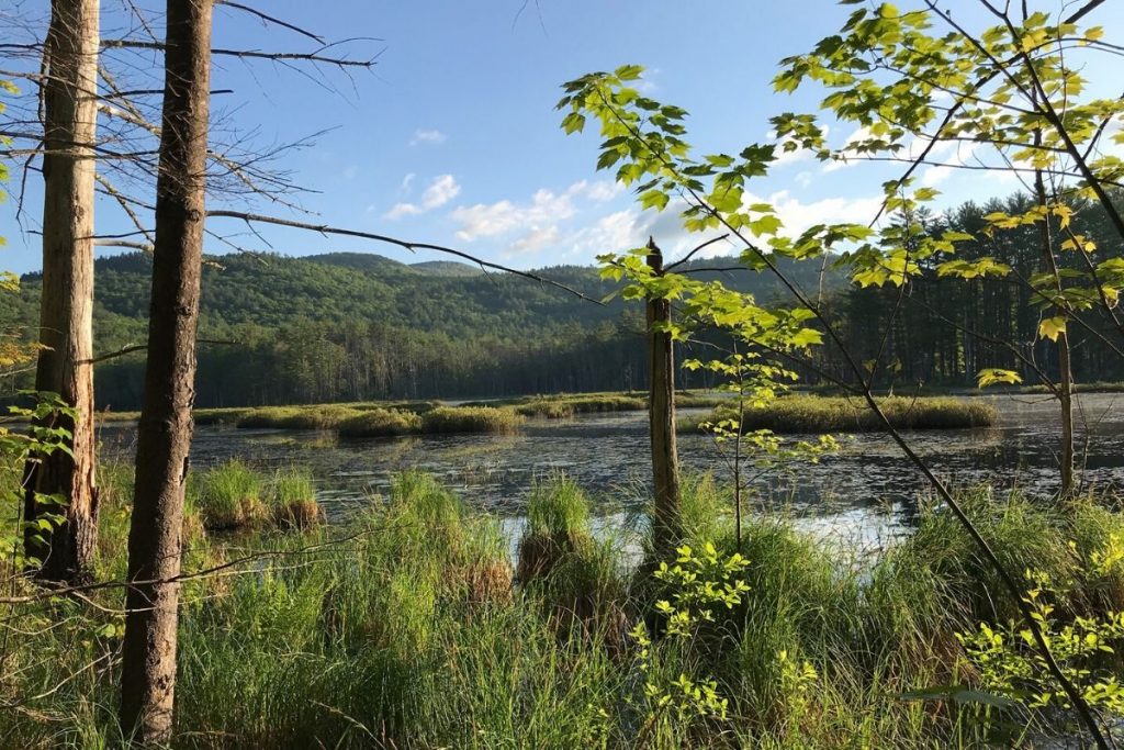 The Quincy Bog wetland area with tall grasses, trees on a natural summer day