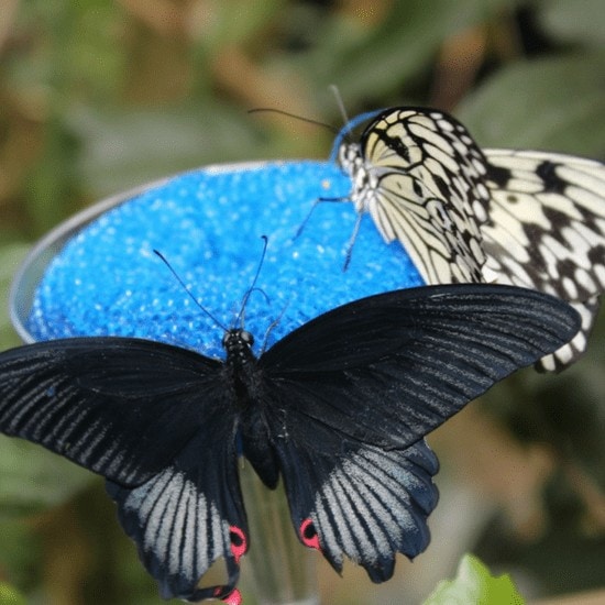 2 various color butterflies at an indoor butterfly garden