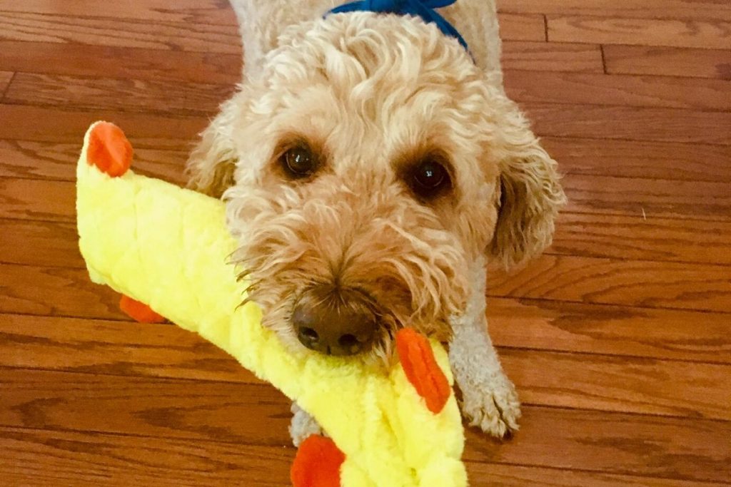 A goldendoodle holding a yellow stuffed toy in her mouth ready to play