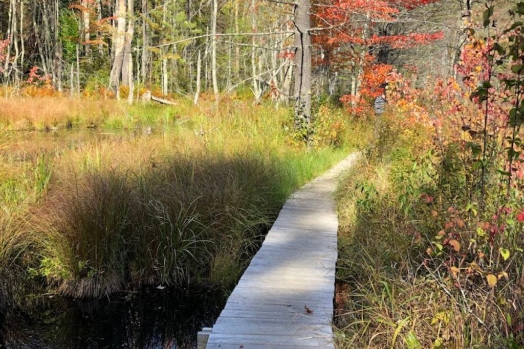 a wooden path through the fall trees