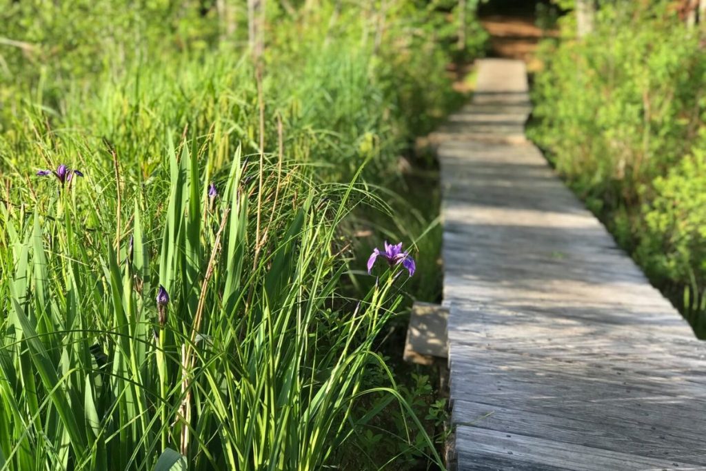 wooden boards create a path through tall grass and wildflowers