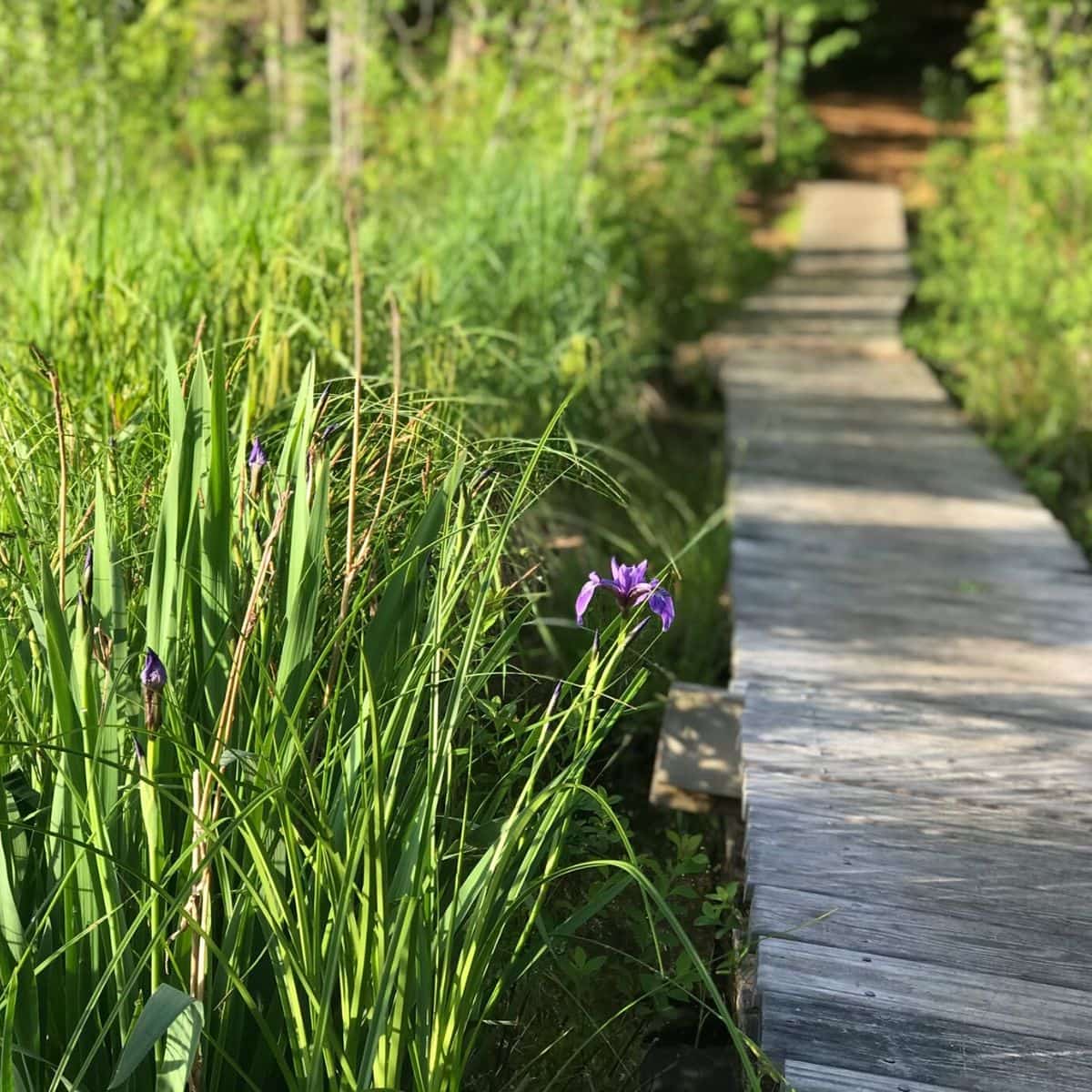 boarded path trail in wild flowers