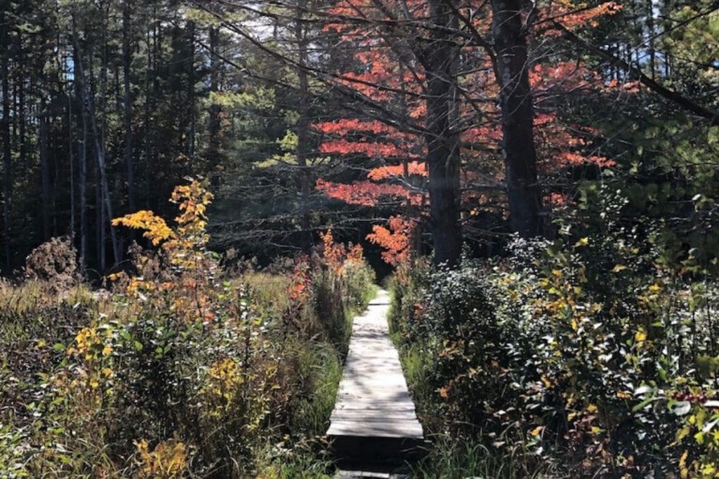 wooden path through tall grass, bushes and trees in the fall autumn colors of gold and rust