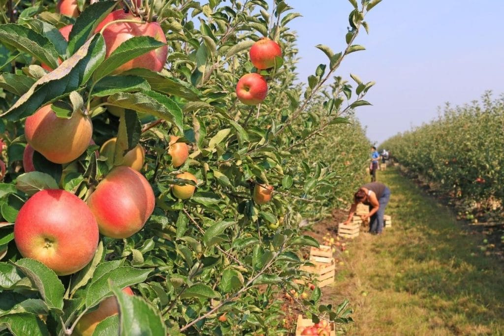 orchard with a row of apple trees