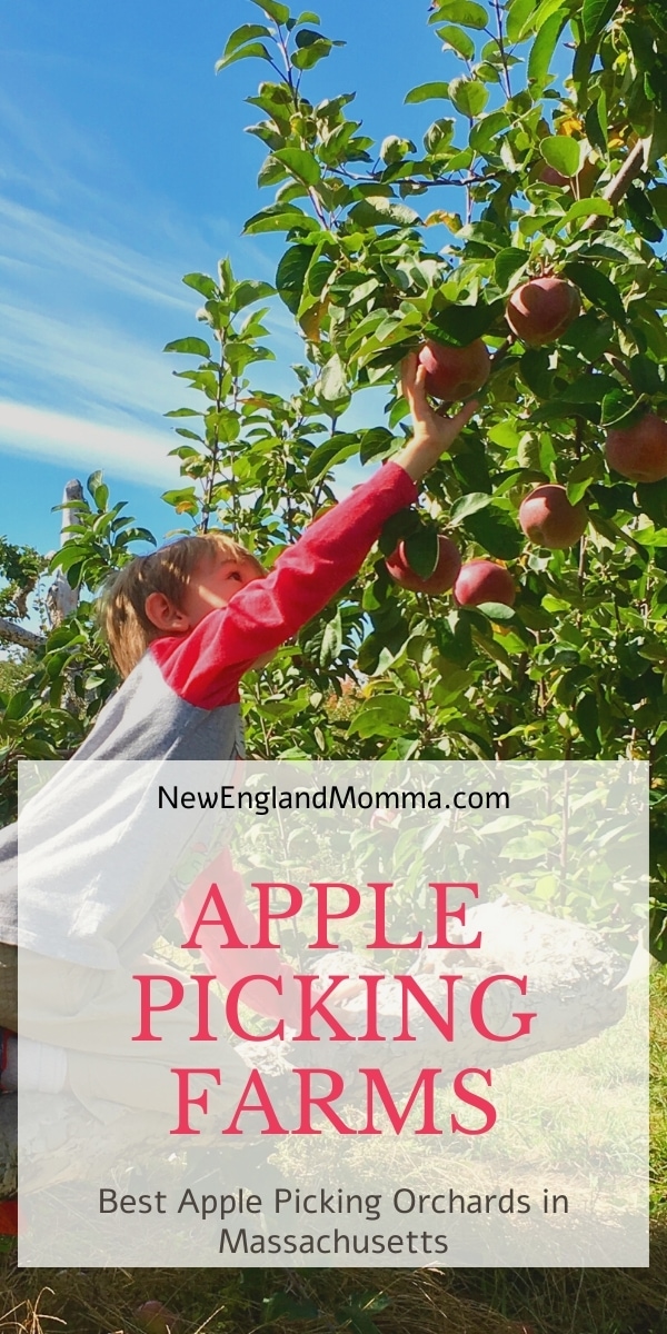 Best apple picking in Massachusetts New England Momma