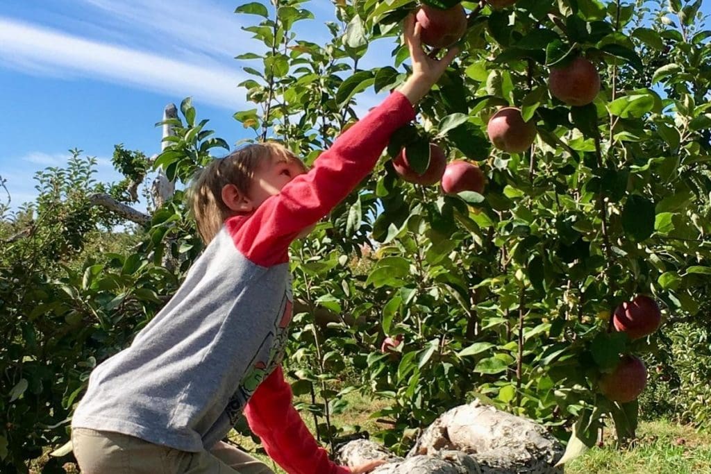 Boy climbing up to pick apples from a tree.