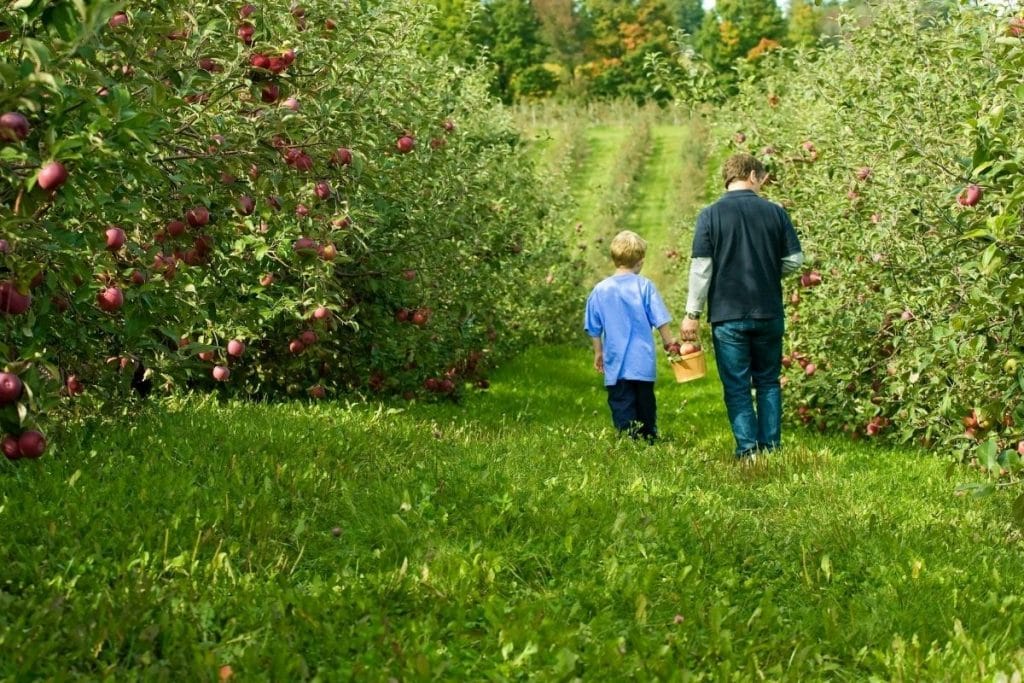 Dad and son walking through an apple picking farm in Massaachusetts