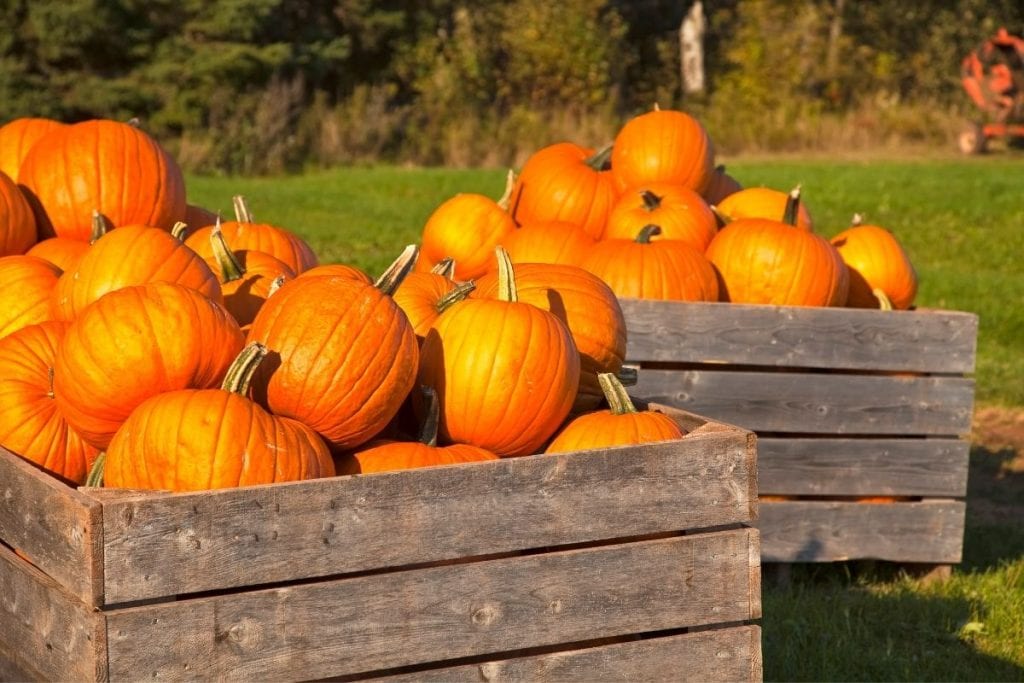 Two wooden containers filled to the top with orange pumpkins in local pumpkin farms