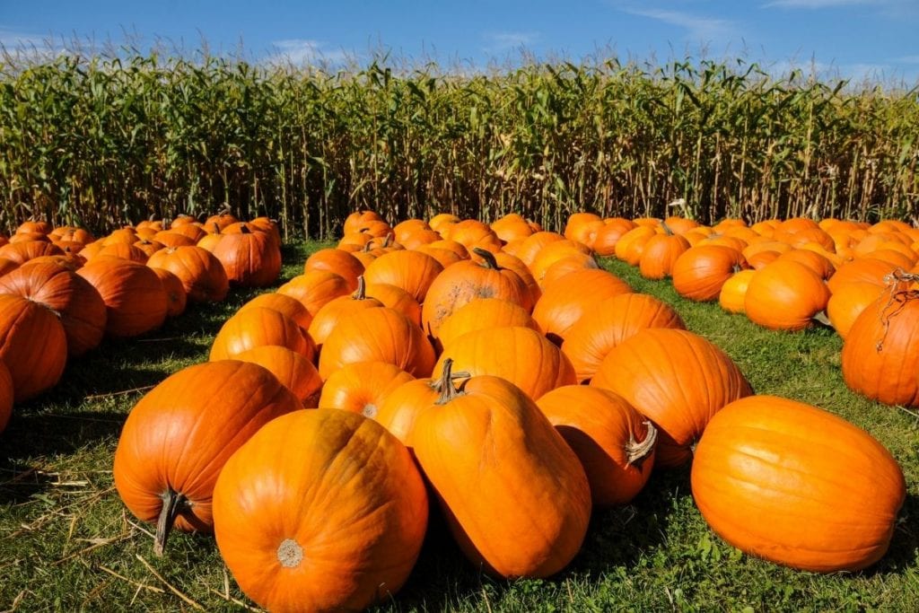 Rows of big round orange pumpkins with cornstalks behind them