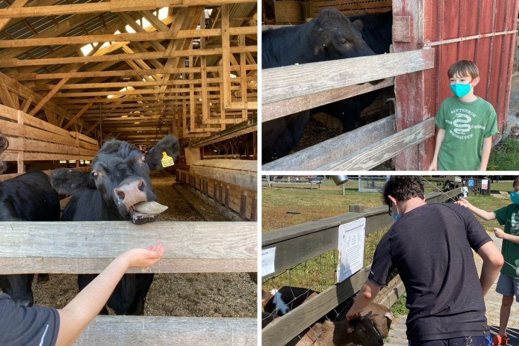 Boys feeding farm animals such as a cow and goat at the Ioka Valley Farm in the Berkshires.