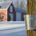 silver bucket on maple tree with red barn and snow on the ground